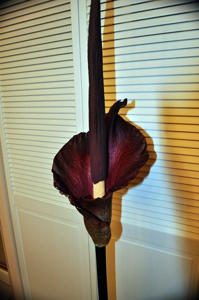 This voodoo lily sent up a 6-foot-tall flower in Ed and Laurie Baltutat’s basement bathroom. They kept it’s odiferous scent in check by leaving the fan on and blocking the bottom of the door with a towel.