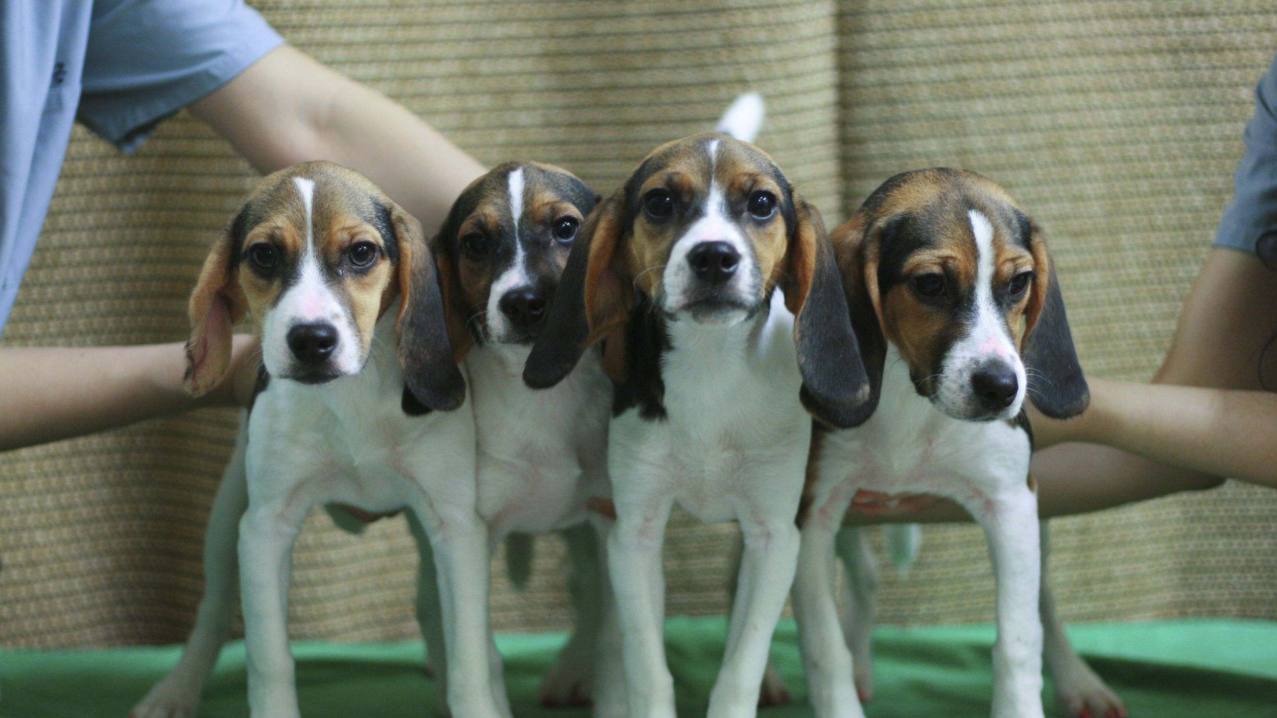 S. Korean scientists claim they've cloned 'glowing' dogs