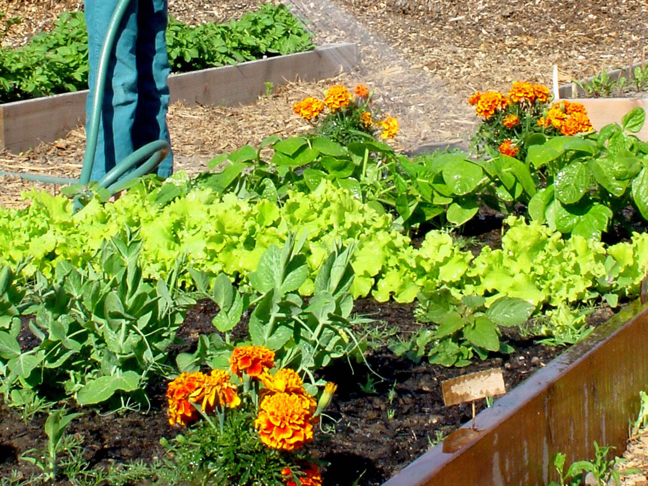 Pumpkin Patch Garden Unites Residents Feeds Community The