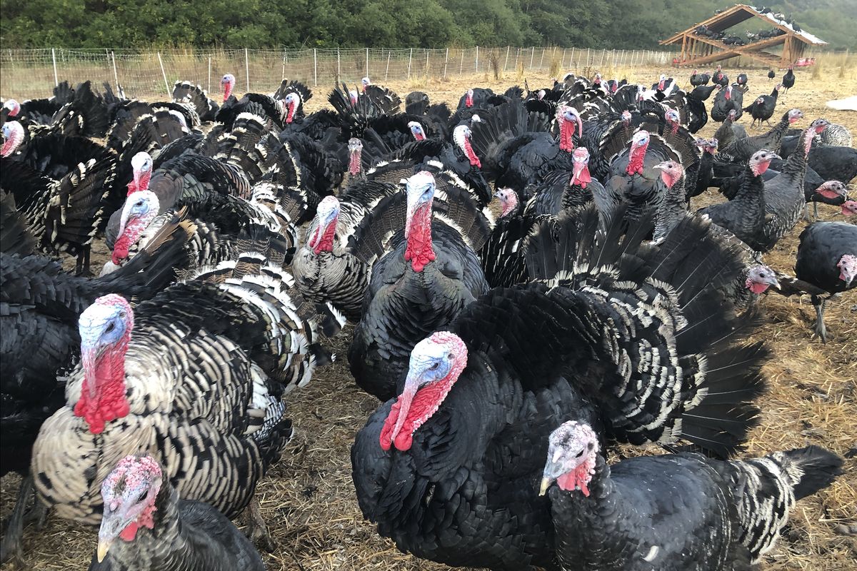 Turkeys are shown in a pen at Root Down Farm in Pescadero, Calif., on Wednesday, Oct. 21, 2020. Many turkey farmers are worried their biggest birds won’t end up on Thanksgiving tables. (Associated Press)