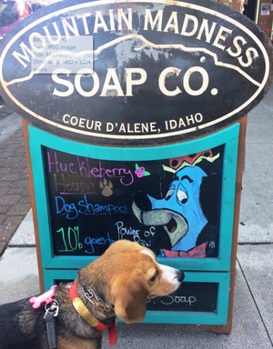 Huckleberry checks out a sale on Huckleberry Dog Soap at Mountain Madness Soap Company in downtown Coeur d'Alene. (Mrs. O photo)