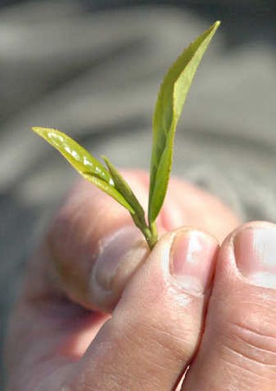 
Richard Sakuma holds the leaves off the tip of a tea plant branch, used to make premium teas.
 (The Spokesman-Review)