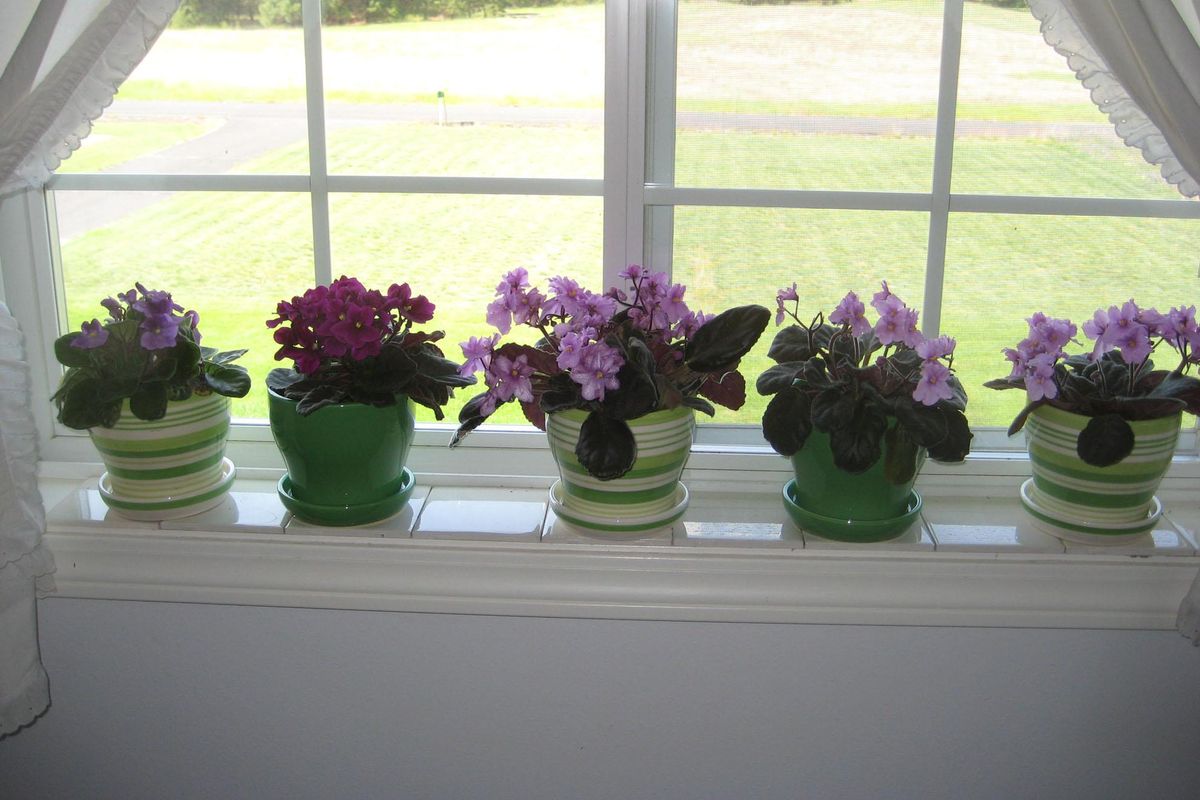 African Violets, with their prolific blooms, are easy houseplants to grow. (Susan Mulvihill / The Spokesman-Review)