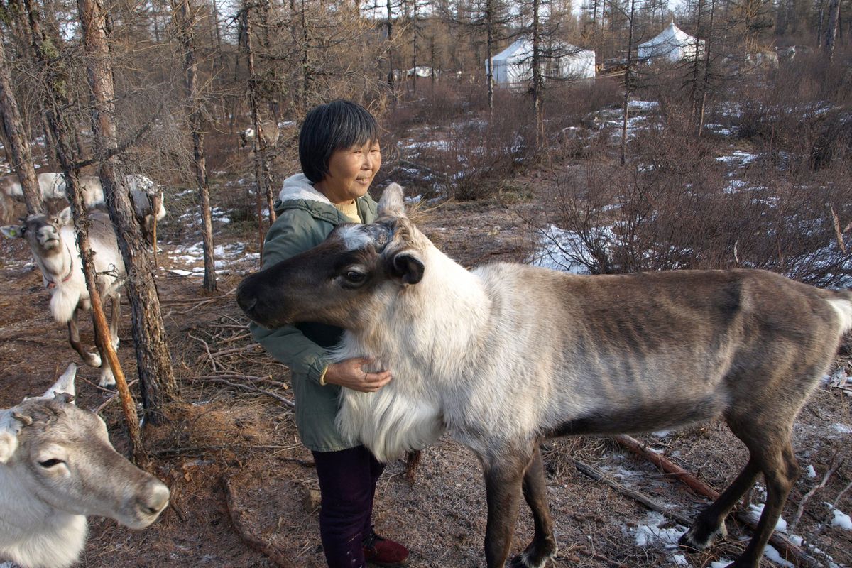 Ma Rusha, 55, tends to her reindeer at the encampment in Genhe, China. The herders make a modest living by selling reindeer antlers for use in traditional Chinese medicine. (Jonathan Kaiman/Los Angeles Times/MCT) (Jonathan Kaiman)