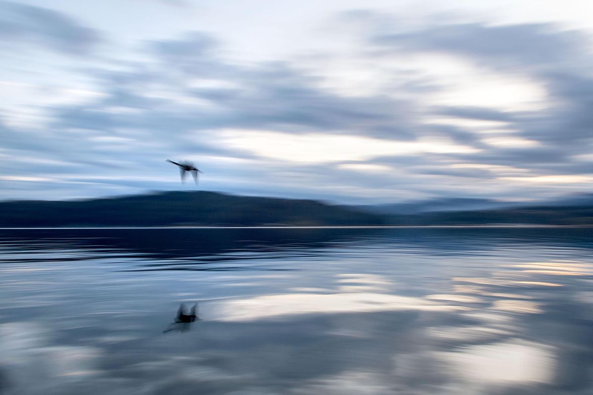 A Canada goose flies over Lake Coeur d