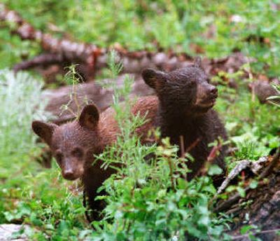 
Two black bear cubs peek from the brush along Schweitzer Road. 
 (File / The Spokesman-Review)