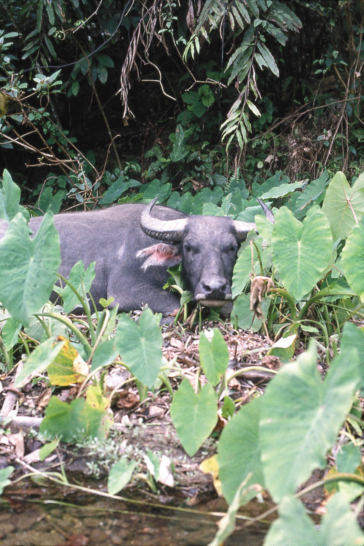 Water buffalo continue to dominate the Vietnamese communities as beasts of burden, even as Honda motorcycles proliferate.  (Paul K. Haeder / Down to Earth NW Correspondent)