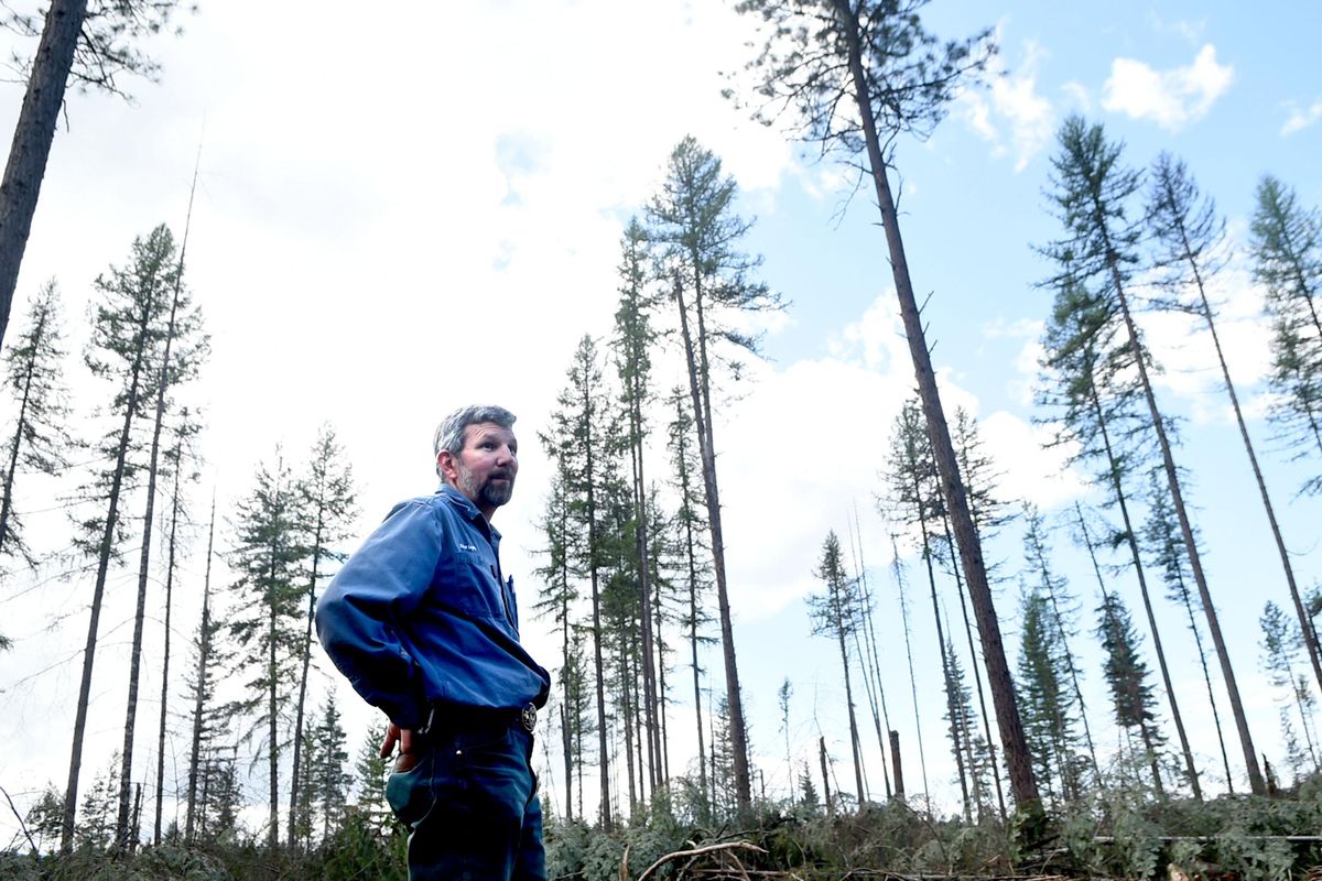 “This is the ugliest it gets,” said David Leptich, a regional wildlife habitat biologist for the Idaho Department of Fish and Game, describing 70 acres in logging projects at Farragut State Park on Wednesday, April 27, 2016. The sunny openings are needed to reestablish western white pine in the park, he said. (Kathy Plonka / The Spokesman-Review)