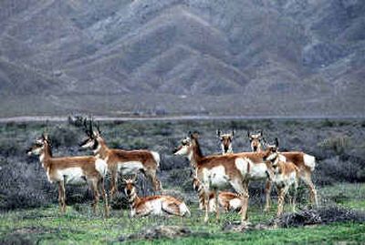 
A herd of antelope is shown north of Winnemucca, Nev. A lawsuit by three New Mexico outfitters accusing Nevada of discriminating against nonresidents when issuing big game hunting tags has state wildlife officials rewriting the rules.
 (File/Associated Press / The Spokesman-Review)