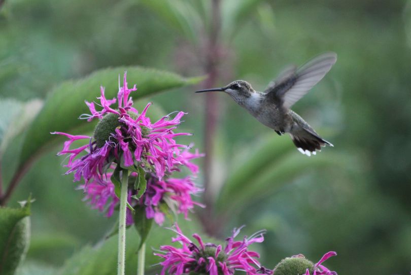 A hummingbird visits some Bee Balm flowers for nectar. (Susan Mulvihill)