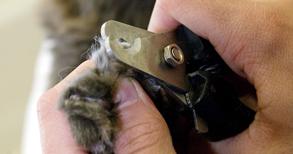 Ban on declawing cats considered in New York The SpokesmanReview