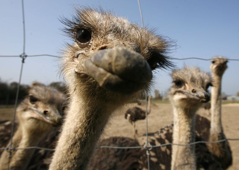 ORG XMIT: HPR102 Ostriches seen at an ostrich farm in Hohenfelde at the Baltic Sea, northern Germany, on Thursday, April 16, 2009.  (AP Photo/Heribert Proepper) (Heribert Proepper / The Spokesman-Review)