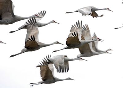 
Sandhill cranes fly over the Hiwassee Waterfowl Range in in Meigs County, Tenn. The annual Sandhill Crane Festival in Othello, Wash., begins its three-day run on Friday. 
 (Associated Press / The Spokesman-Review)