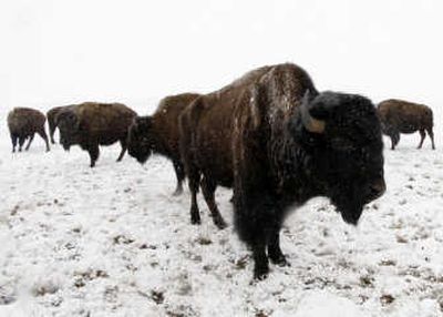 
As a storm envelopes the area, bison wait to be fed on the ranch outside Monument, Colo. Associated Press
 (Associated Press / The Spokesman-Review)