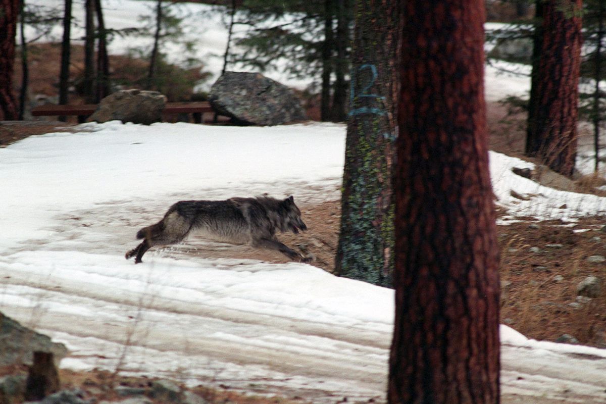 A wolf leaps across a road in 1995 into the wilds of central Idaho. On Tuesday, the Idaho House approved legislation allowing the state to hire private contractors and expand methods to kill wolves roaming Idaho, a measure that could cut the wolf population by 90%.  (Doug Pizac)