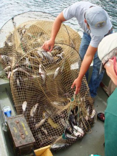 How to set up a hoop net  Hoop net, Catfish trap, Fishing net