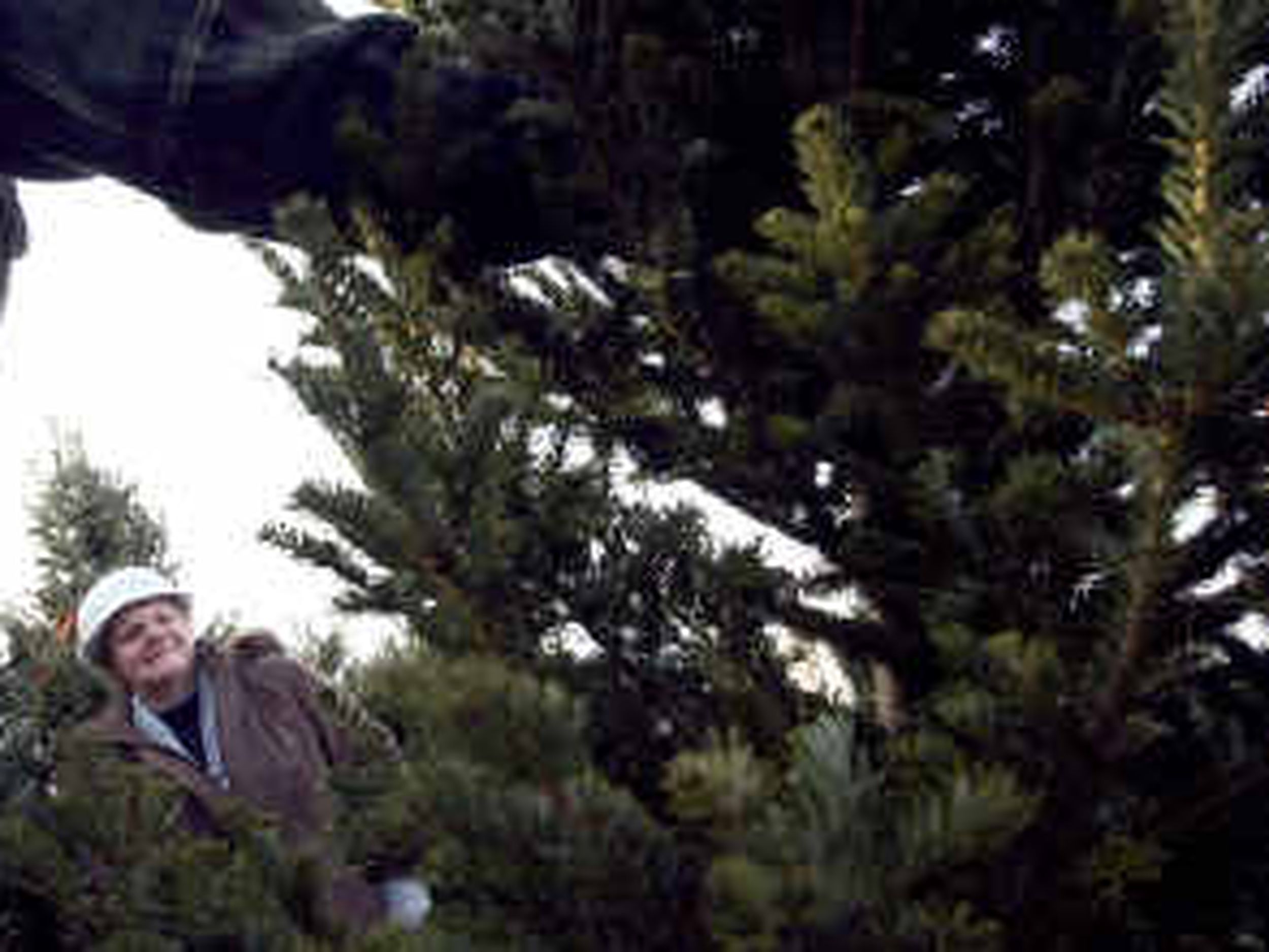 Where To Get Colville Forest Christmas Tree Permits 2022 Christmas Tree Hunters Go Wild | The Spokesman-Review