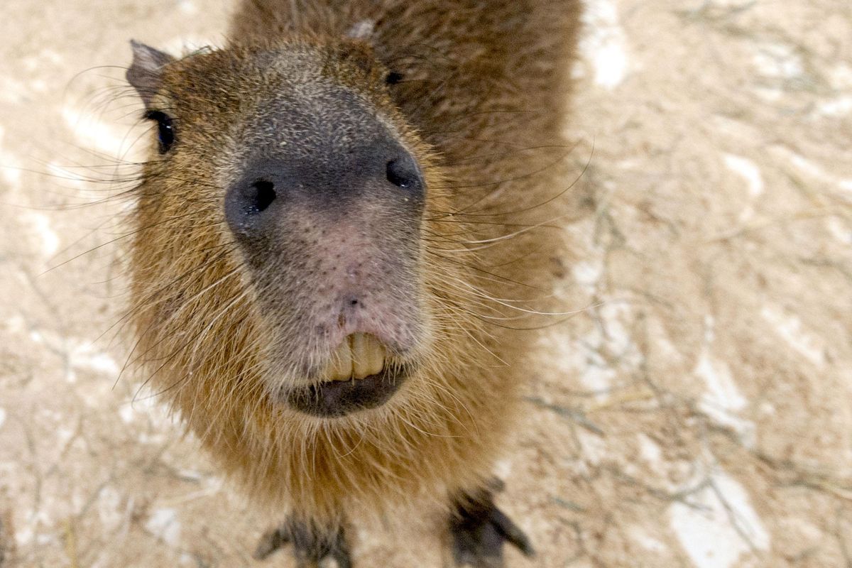 A capybara greets customers at Big Red’s Barn petting zoo in Coeur d
