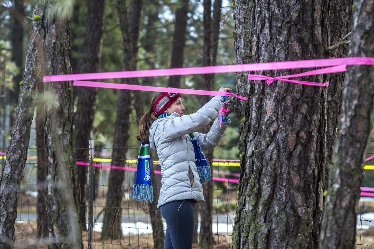 Josie Dix marks ponderosa pine trees with ribbon near the corner Grove Road and 40th Avenue, on Jan. 23, 2018, near Spokane. Dix is trying to prevent the trees from being logged. (Dan Pelle / The Spokesman-Review)