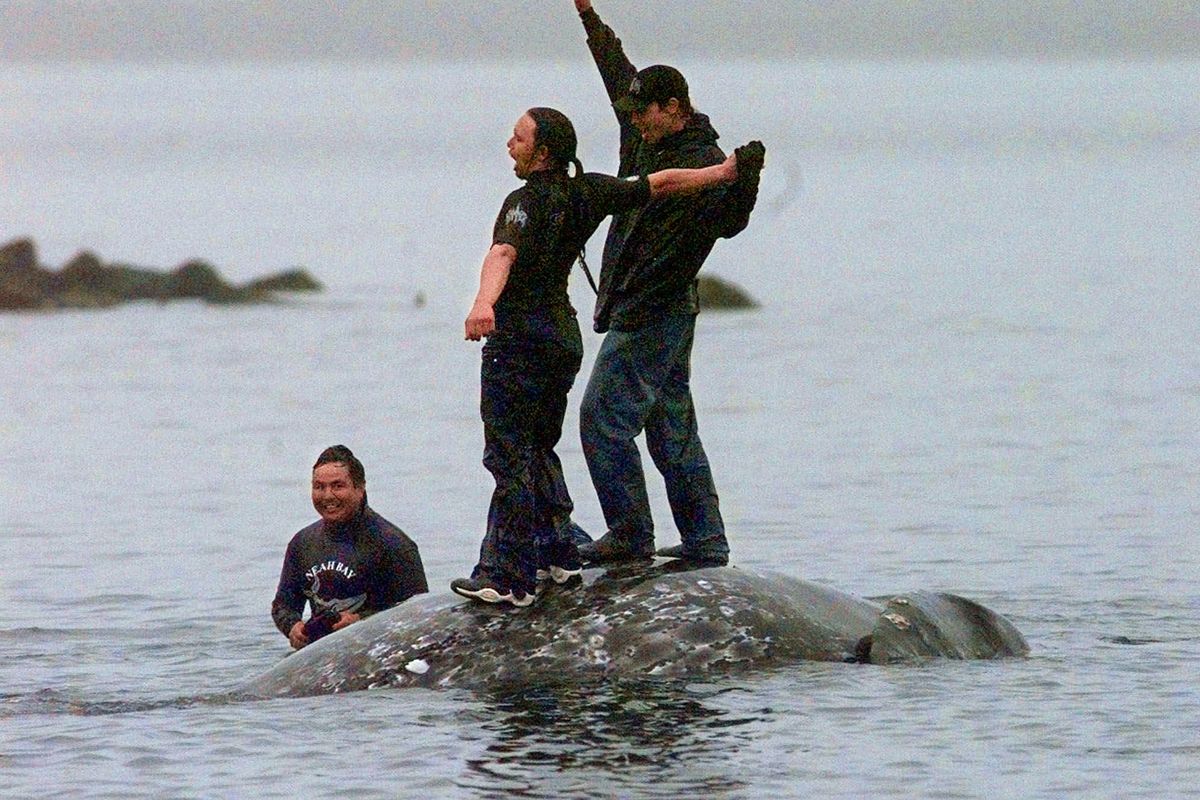 In this May 17, 1999 photo, two Makah Indian whalers stand atop the carcass of a dead gray whale moments after helping tow it close to shore in the harbor at Neah Bay, Wash. An administrative law judge on Thursday, Sept. 23, 2021, recommended that the Makah be allowed to resume whaling along the coast of Washington state, as their ancestors did. (ELAINE THOMPSON)