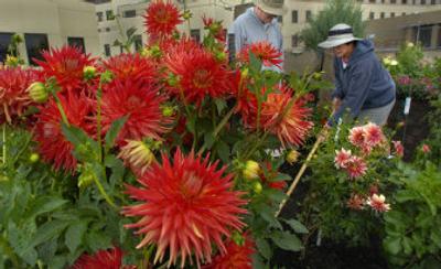
Dahlias provide beautiful blooms, but they shouldn't be planted in this area until mid-May. 
 (File/ / The Spokesman-Review)