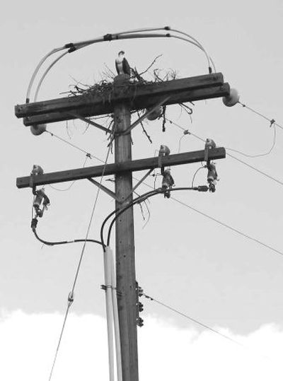 An osprey pair wasn't discouraged by wands installed to prevent them from rebuilding their nest on power poles.
(Photo courtesy of Tom Frost / The Spokesman-Review)
