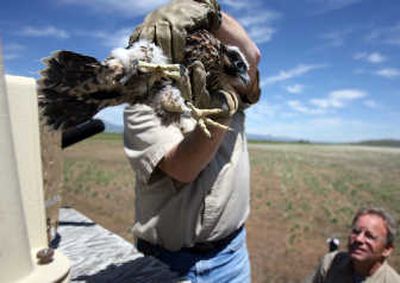 
One of four 35-day-old peregrine falcon chicks is placed into a box by Idaho Fish and Game biologists Monday on the Camas Prairie. They will stay near the box until they have mastered their hunting and flying skills and are ready to  explore their environs. 
 (Associated Press / The Spokesman-Review)