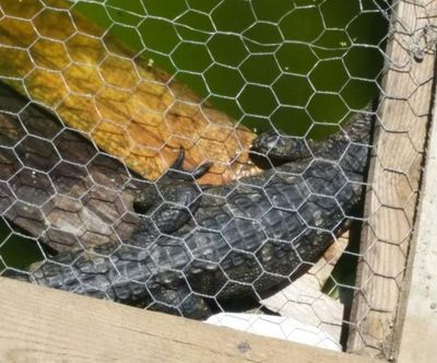 The manager of the University Mobile Home Park at 9518 E. Fourth Avenue called 911 Wedneday when she learned that one of the residents was keeping an alligator in a covered backyard pond. But the animal and the presumed owner were gone and now the man is saying he has never owned an alligator