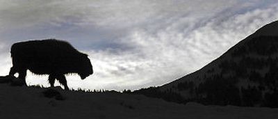 
A lone bison walks along a ridge near Gardiner, Mont., outside Yellowstone National Park, near the Gallatin National Forest this month. 
 (Associated Press file photo / The Spokesman-Review)