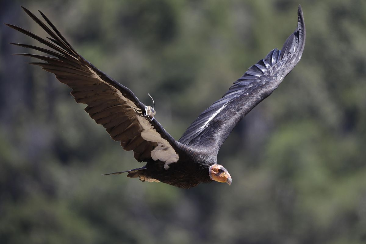 In this Wednesday, June 21, 2017, photo, a California condor takes flight in the Ventana Wilderness east of Big Sur, Calif. (Marcio Jose Sanchez / Associated Press)