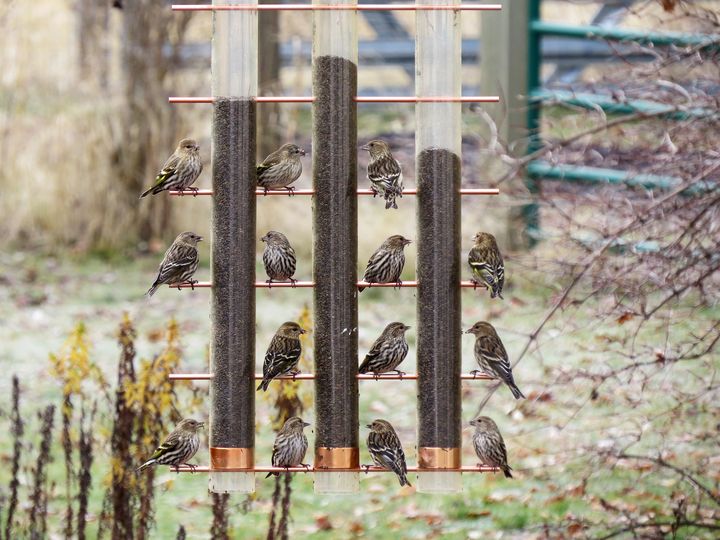Don't let your bird feeder spread disease here's how to care for it