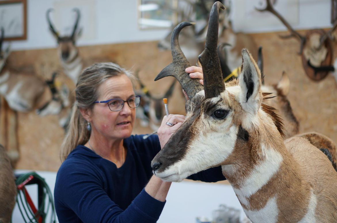 Woman’s touch Taxidermist makes art out of wildlife The SpokesmanReview