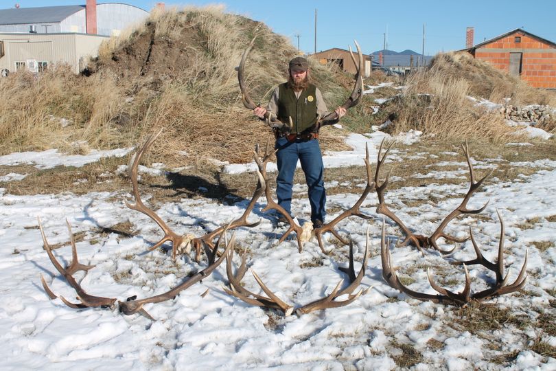 Montana Fish, Wildlife and Parks Warden Shawn Briggs poses with trophy elk racks confiscated from twin brothers charged with illegally killing eight bull elk in central Montana.  (Montana Fish, Wildlife and Parks)