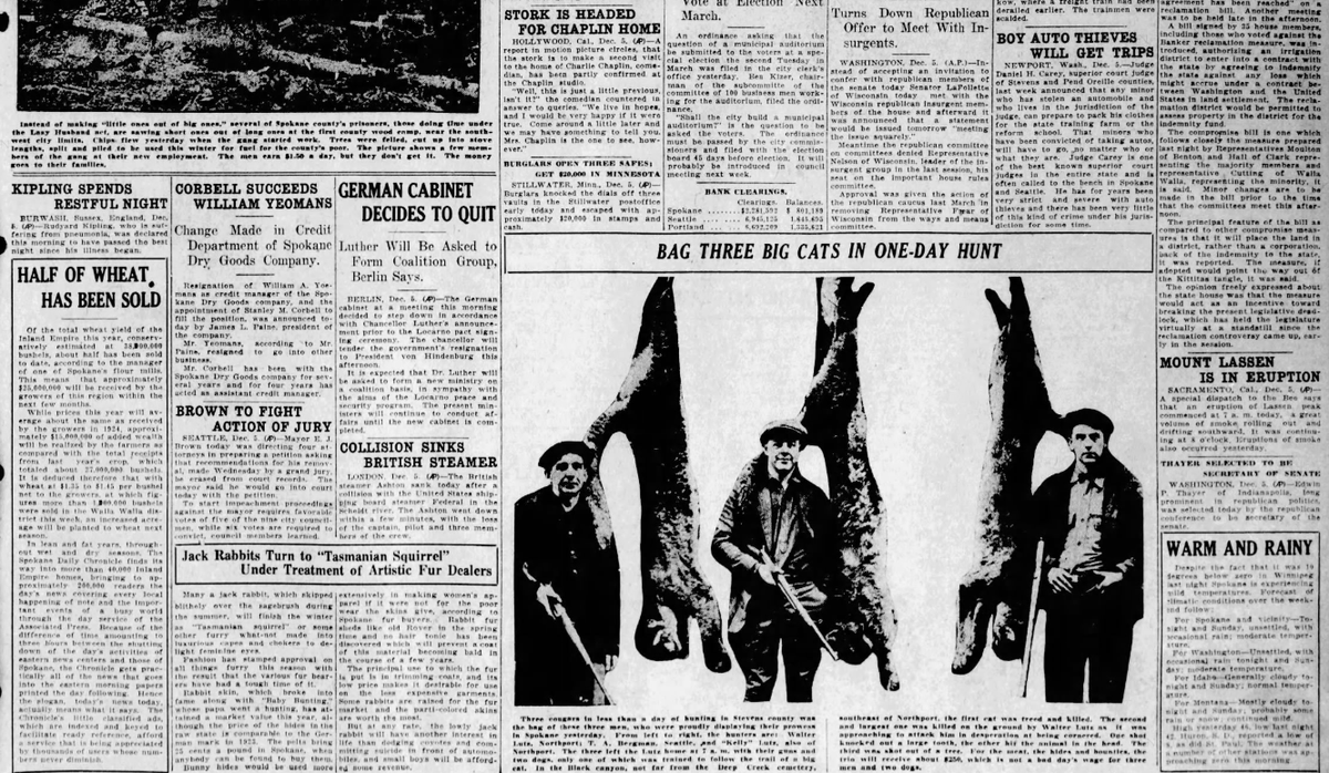A front page photo in the Spokane Daily Chronicle on Dec. 5, 1925, showed three hunters next to three cougars, which they had shot “in less than a day of hunting in Stevens County.”  (Spokesman-Review archives)