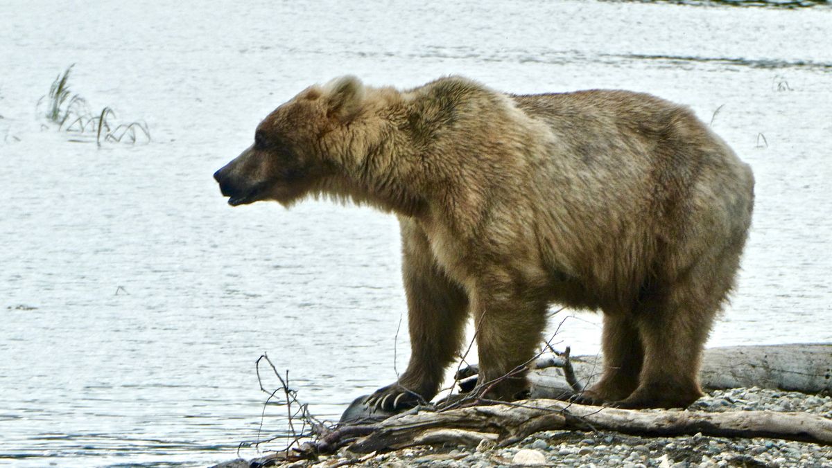 A thinner Holly appears at Katmai National Park and Preserve before gaining weight for the winter.   (Courtesy of N. Boak)