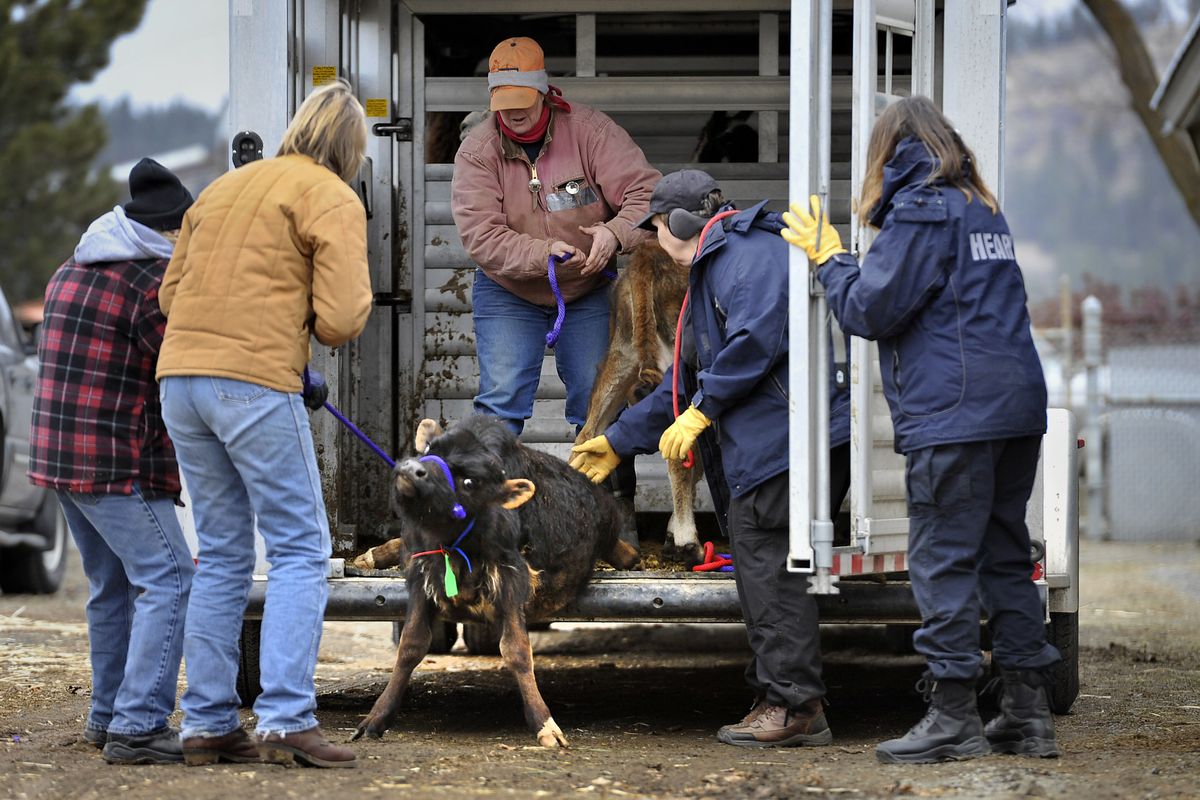Spokane County Regional Animal Protection Service and Humane Evacuation Animal Rescue Team volunteers attempt to unload a pair of calves Friday at an emergency shelter at the Spokane County Fair and Expo Center. The animals were among dozens taken from a rural property northwest of Elk. (Dan Pelle)