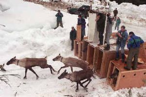 
Mountain caribou were released in March 1997 into the Selkirk Mountains near Metaline Falls. 
 (File/ / The Spokesman-Review)