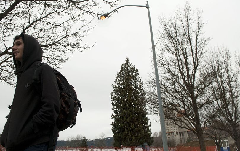 Coeur d'Alene resident Zach Taylor walks past the Freedom Tree, center, today. The Norway spruce will be removed during the reconstruction of McEuen Park in downtown Coeur d'Alene. The city is asking residents to share ideas on what to do with the wood. (Kathy Plonka)