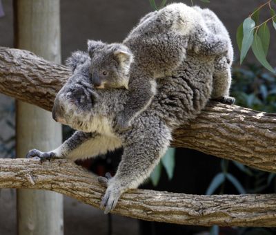 A 6-month-old koala hangs onto its mother Thursday, April 14, 2011, at The Los Angeles Zoo, in Los Angeles. The Zoo is experiencing a baby boom with the birth of the koala, and the March births of two Peninsular pronghorns and a female desert bighorn sheep. The Zoo presented the new additions on Thursday. (Nick Ut / Associated Press)