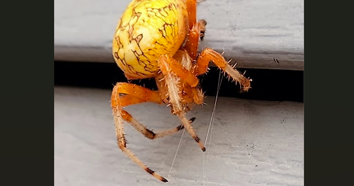 Cool Critters: Boo! There’s a pumpkin in that big web