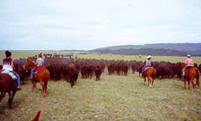 
A cattle drive like this one at Half Moon Ranch in Montana provided Jenny Gould-Gibbs an opportunity to get away and reflect on her life after the death of her husband. 
 (Photo courtesy of Rebecca Colnar / The Spokesman-Review)