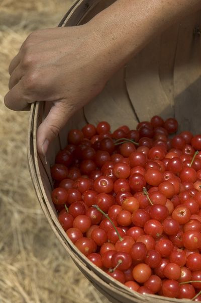 With a little fertilizer, you can grow your own tree that will bear fruit in just five years and make the very best, authentic cherry pies. Try www.burntridgenursery.com for a Montmorency Pie Cherry tree. (Maryjane Butters / United Feature Syndicate)