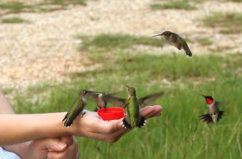 Abagail  Alfano of Pine, La., put a sugar-water solution in a red plastic cup and didn't have to wait long before she had a swarm of feathered friends.
 (Courtesy photo)