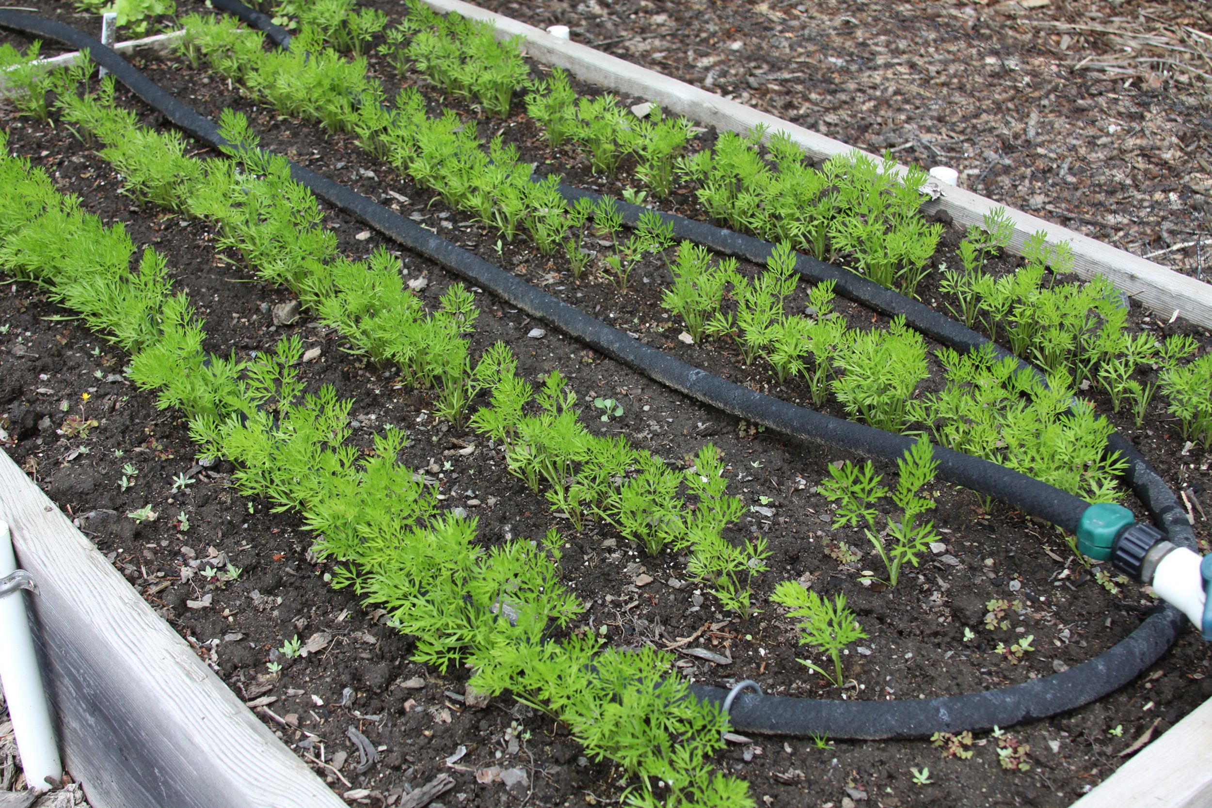 overwinter carrot seedlings