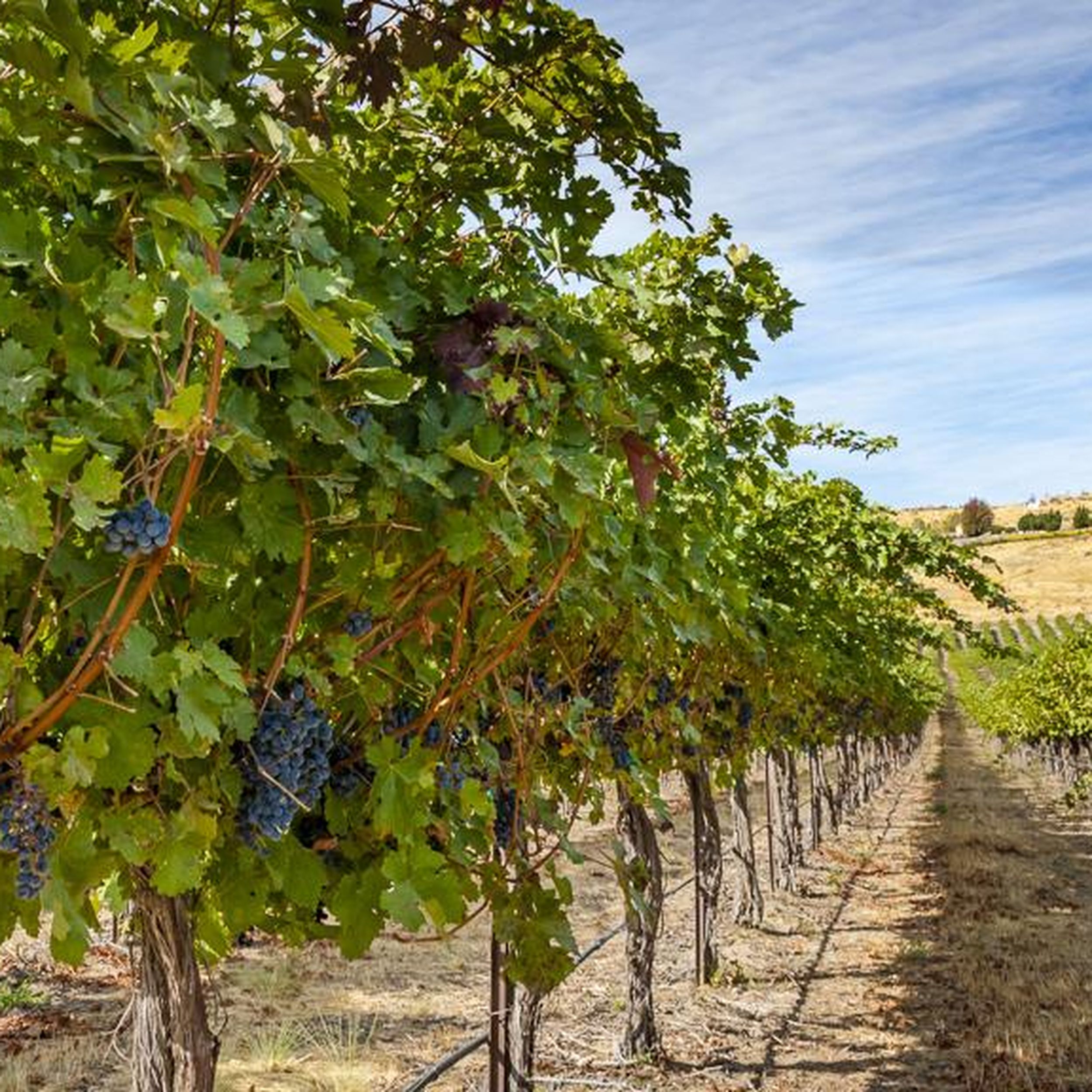 Andy Perdue reveals his 25 top Northwest wines for 2019