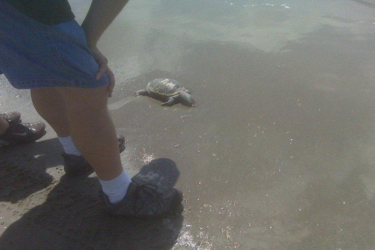 As oil continues to wash in on the surf, Gulf Coast residents are also beginning to see dead marine animals as well, such as this turtle. (Marc Gauthier / Special to Down to Earth NW)