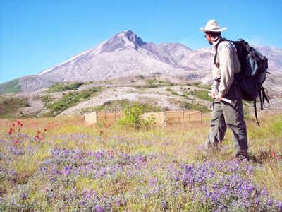 
Scientist John Bishop stands  in a field of purple lupines on the pumice plain at Mount St. Helens. Associated Press
 (Associated Press / The Spokesman-Review)