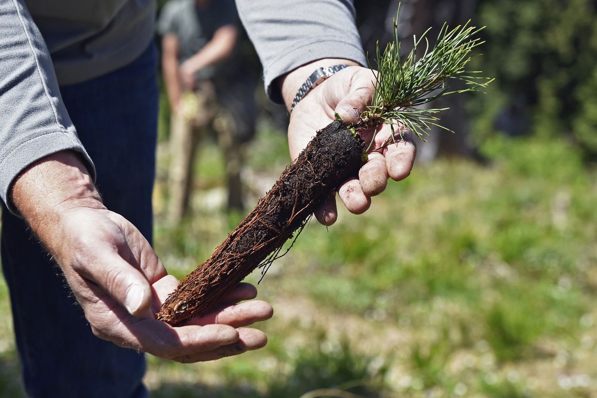Flathead National Forest culturist Karl Anderson holds a whitebark pine seedling on Saturday prior to planting it on a mountainside at Whitefish Mountain Resort in Whitefish, Montana. Whitebark pine are critical for high-elevation mountain locations and the wildlife that live there.  (Whitney England)