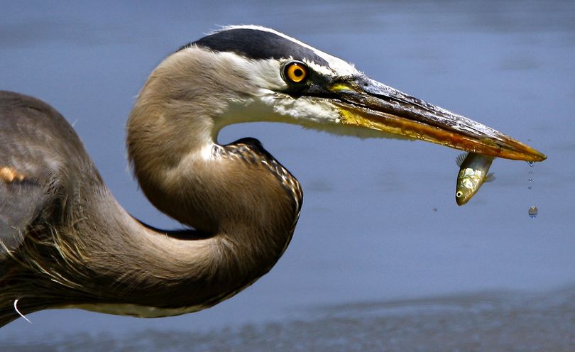 ORG XMIT: ORROS101 A great blue heron holds a small fish after catching it in a pond at Stewart Park in Roseburg, Ore., on Monday, July 20, 2009.  (AP Photo/The News-Review, Robin Loznak) (Robin Loznak / The Spokesman-Review)