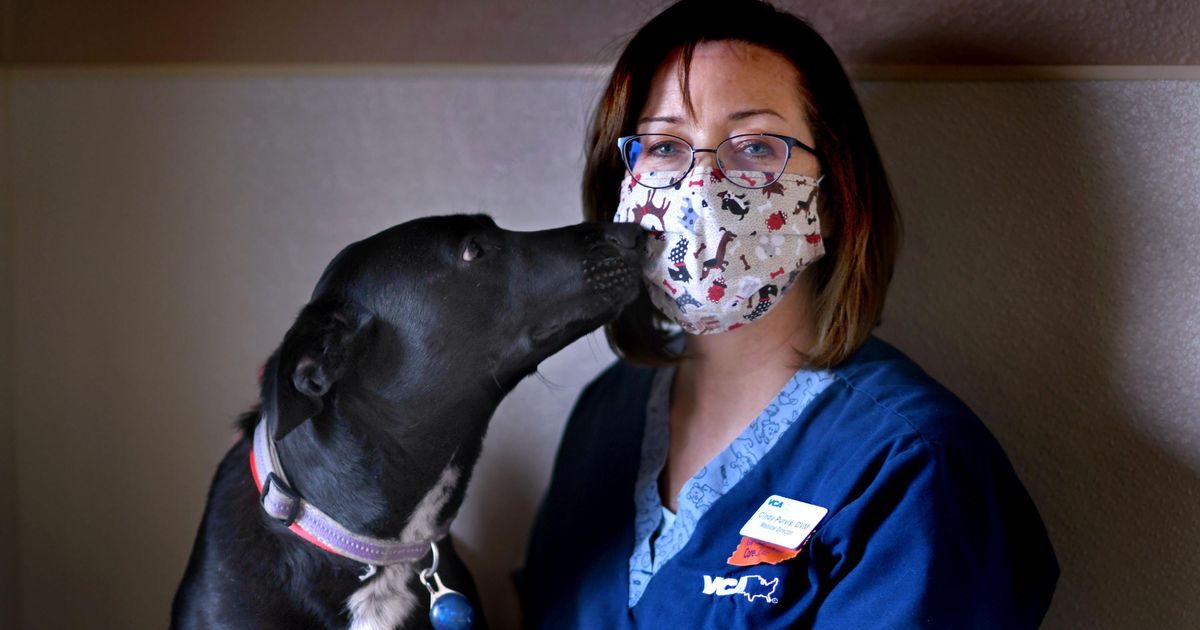 on-the-front-lines-veterinarians-are-working-to-keep-pets-and-their